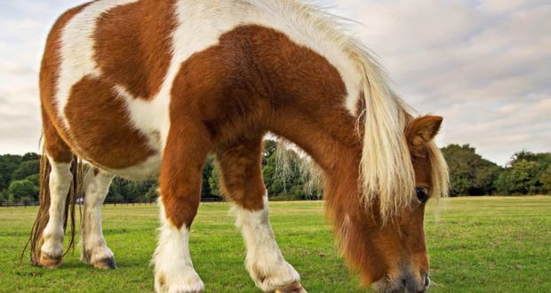 pinto pony grazing in pasture