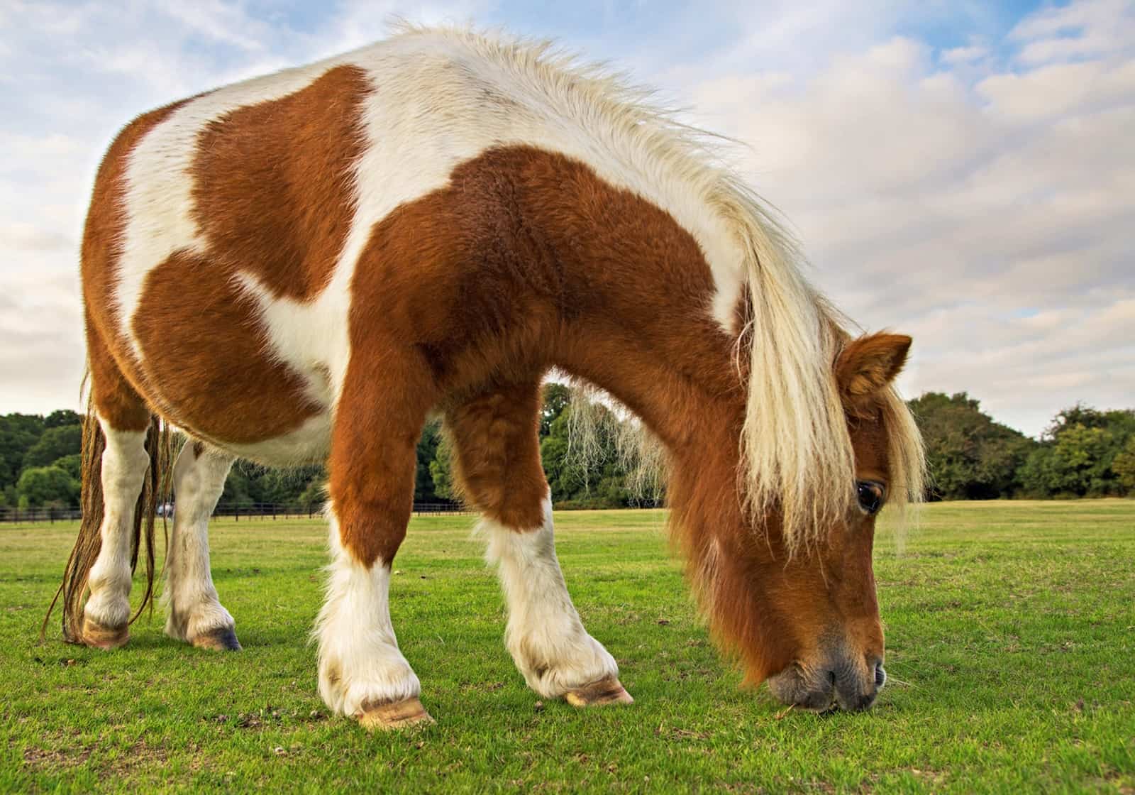pinto pony grazing in pasture