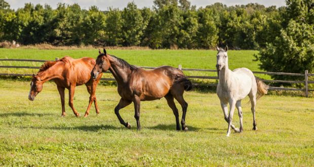 Mustangs