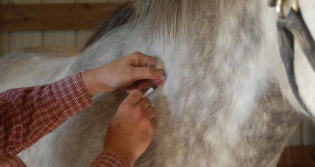 veterinarian vaccinating horse