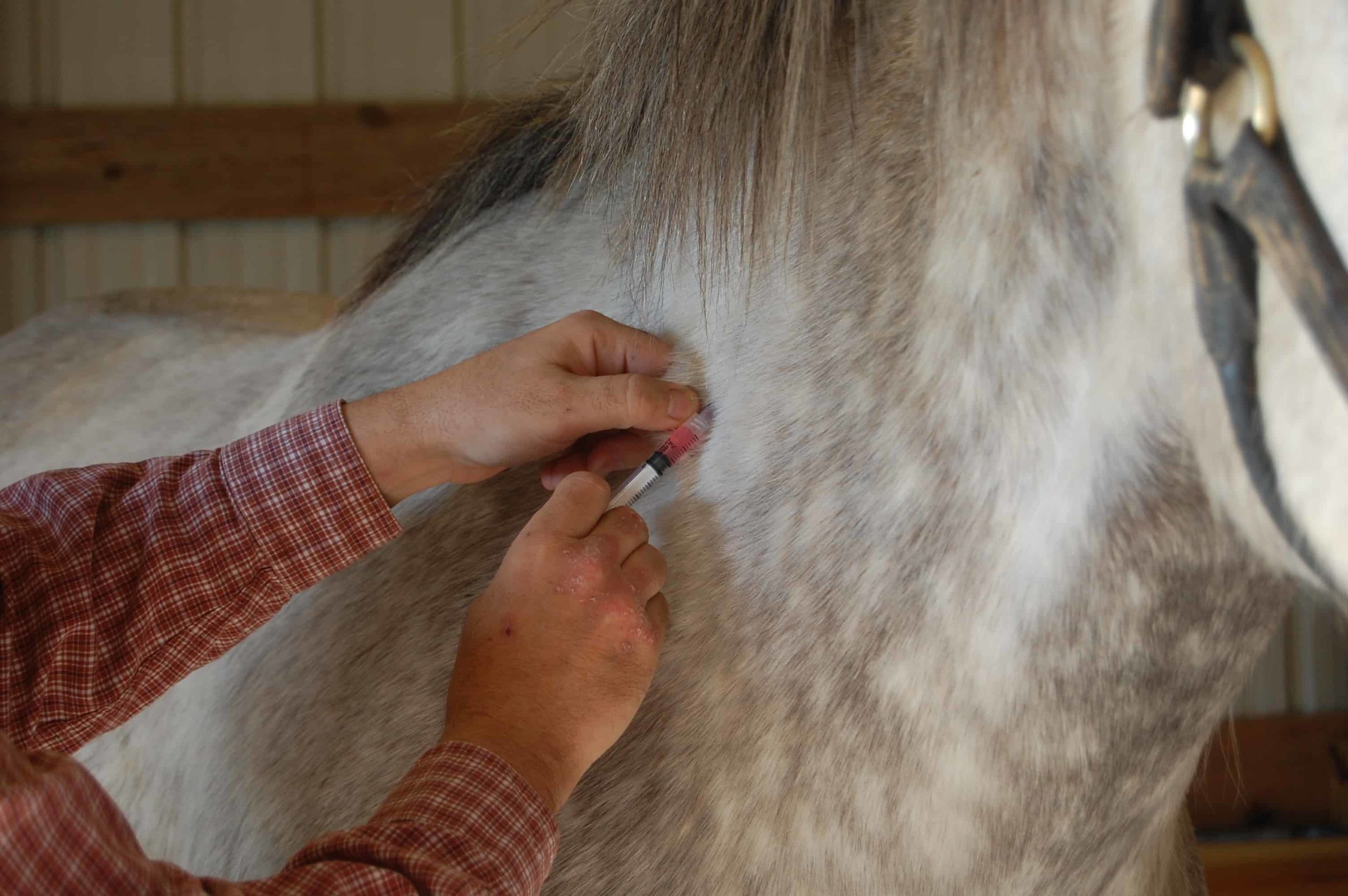 veterinarian vaccinating horse