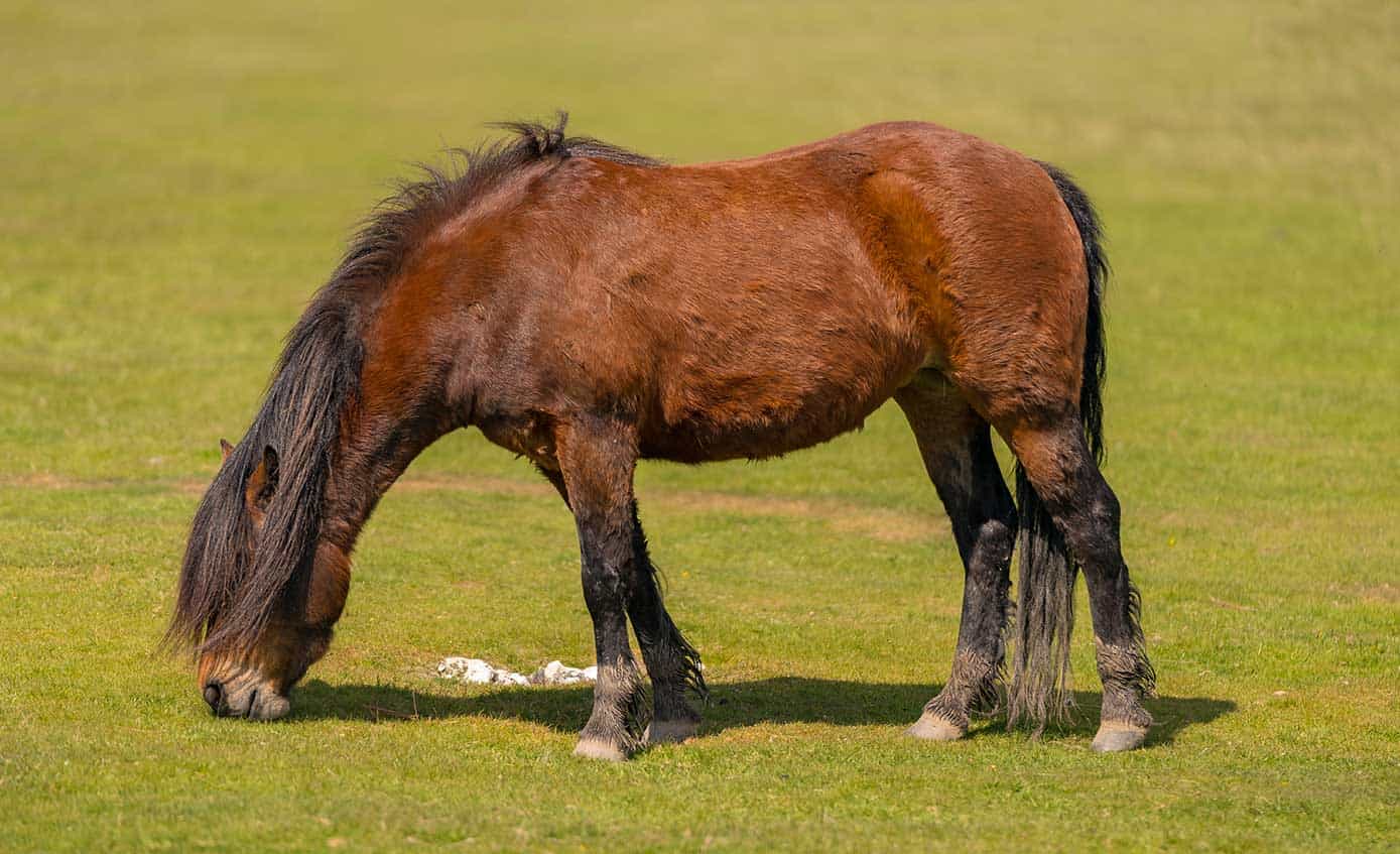 Can Nutrition Help a Horse Shed?