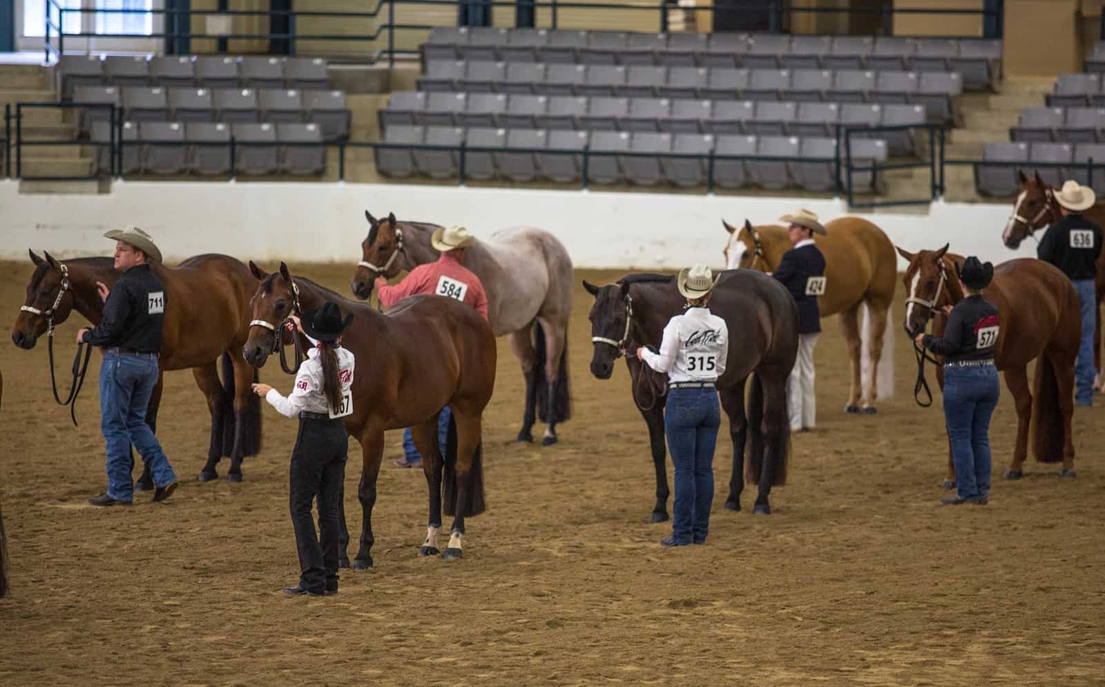 western show horses in halter class