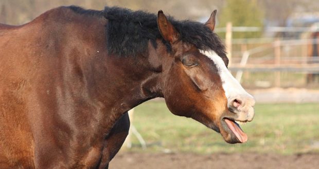 Bay Horse Coughing