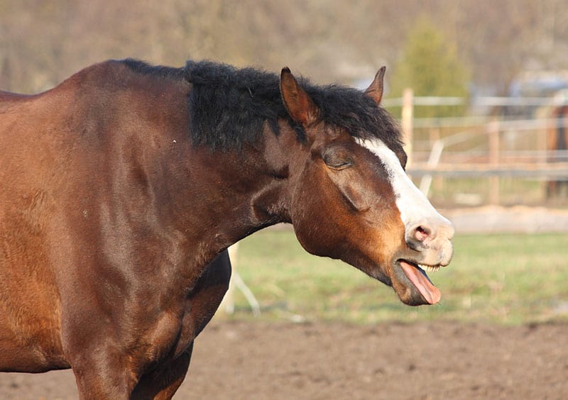Bay Horse Coughing