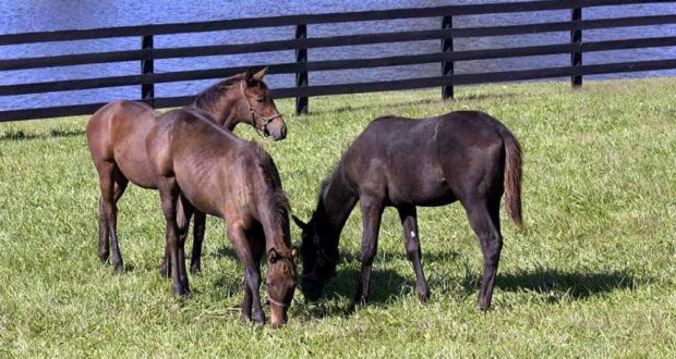 Weanlings in front of pond