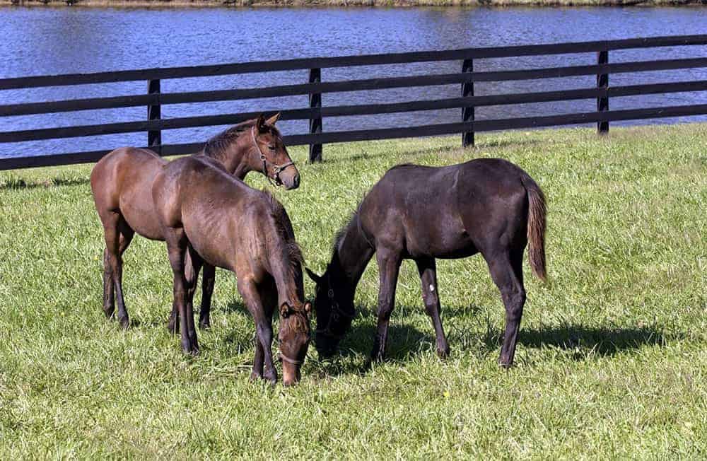 Weanlings in front of pond