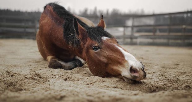 horse rolling in sandy paddock