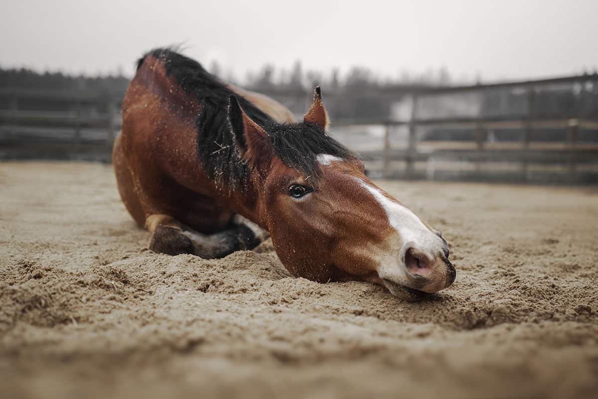 horse rolling in sandy paddock