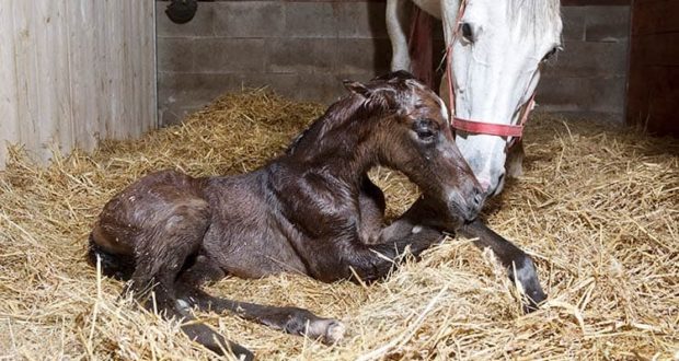 newborn foal
