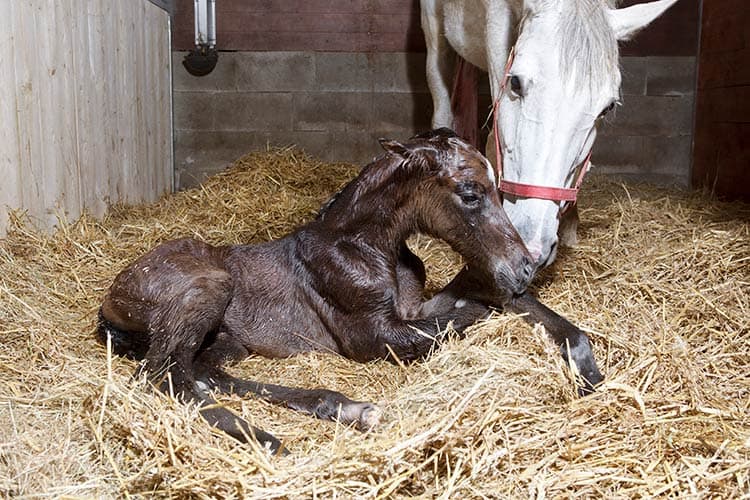newborn foal
