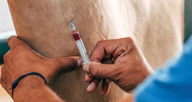 pulling blood from horse for testing
