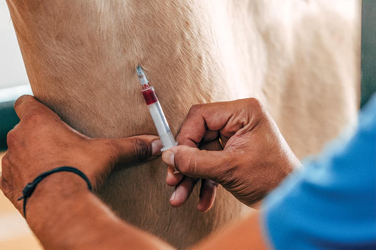 pulling blood from horse for testing