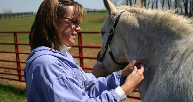 Vet vaccinating older horse