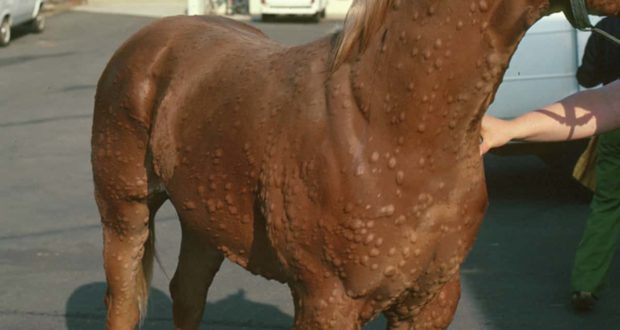 hives in horses