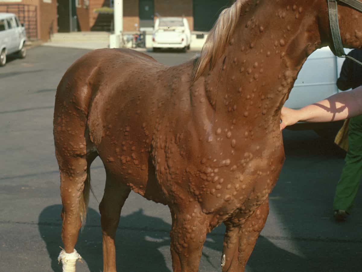 hives in horses