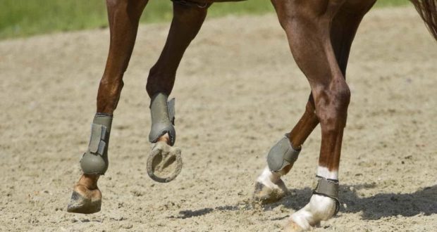 Sélectionner des transducteurs à ultrasons à haute fréquence pour les ligaments sésamoïdiens