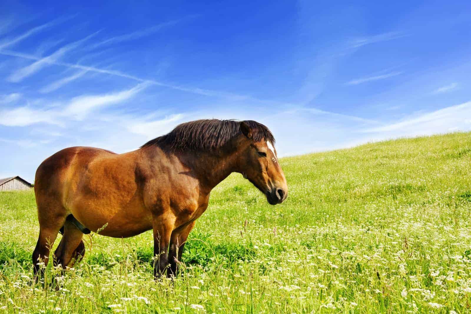 Mustangs
