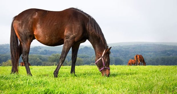 broodmare grazing