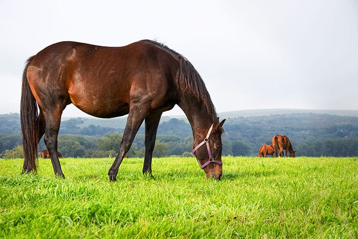 broodmare grazing