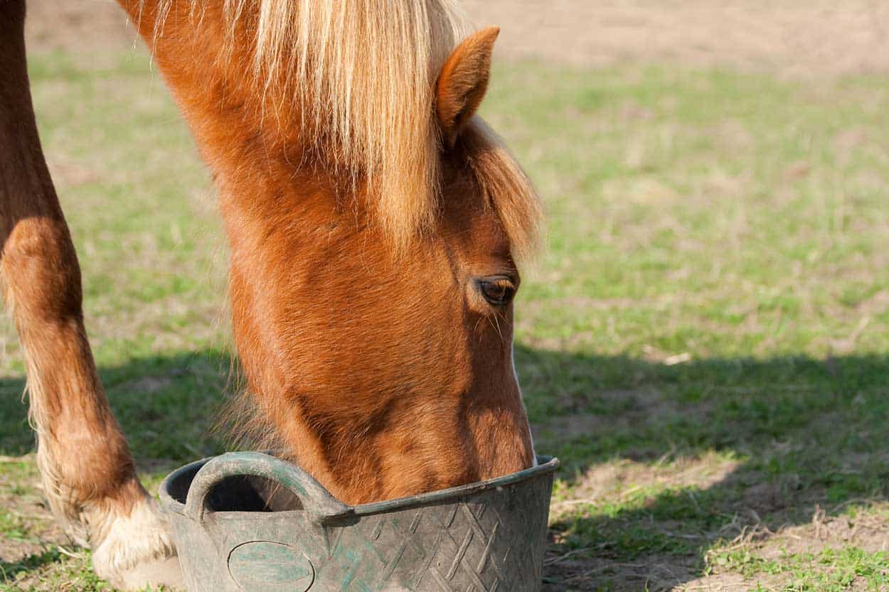 horse eating from tub in field