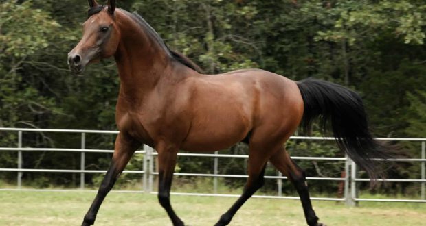stallion