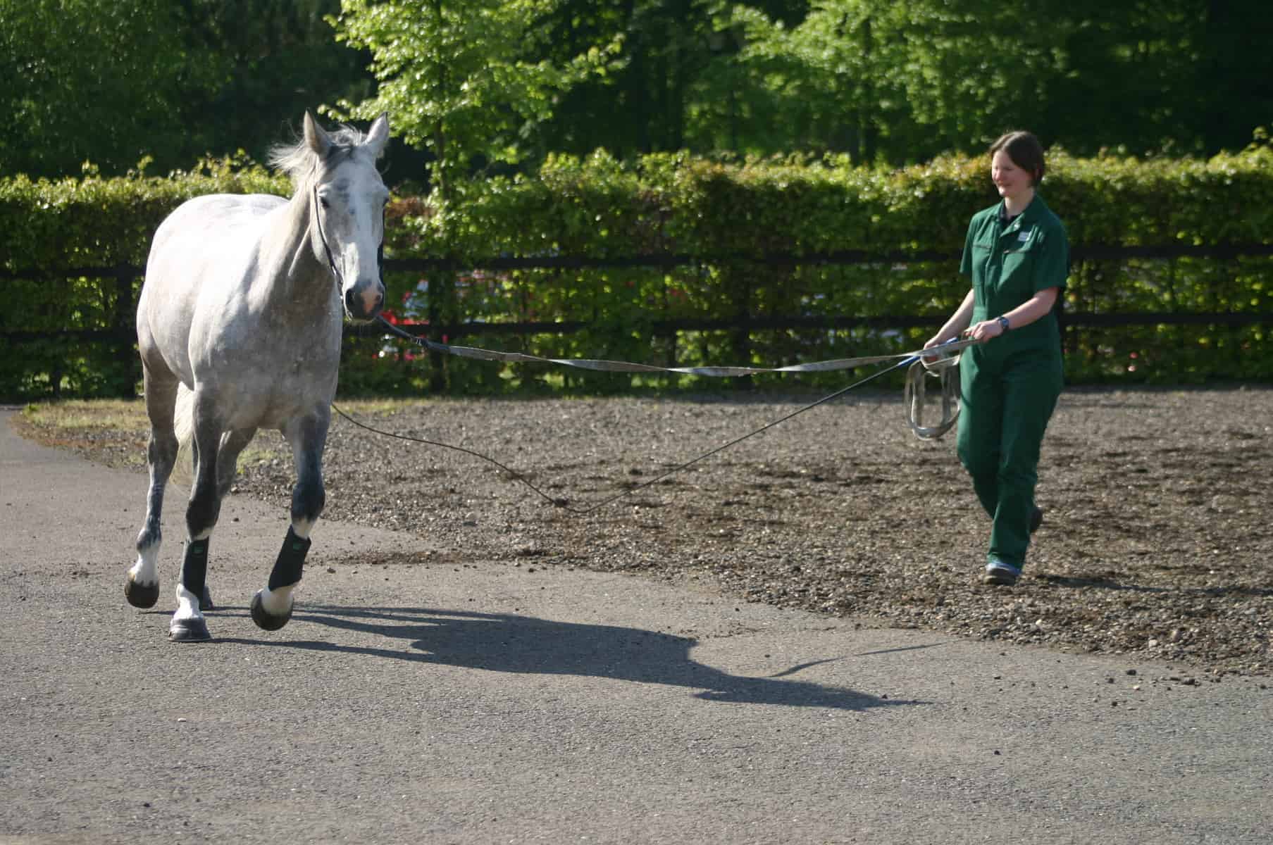 Une douleur dans le cou : Approches des troubles de la colonne cervicale chez les chevaux