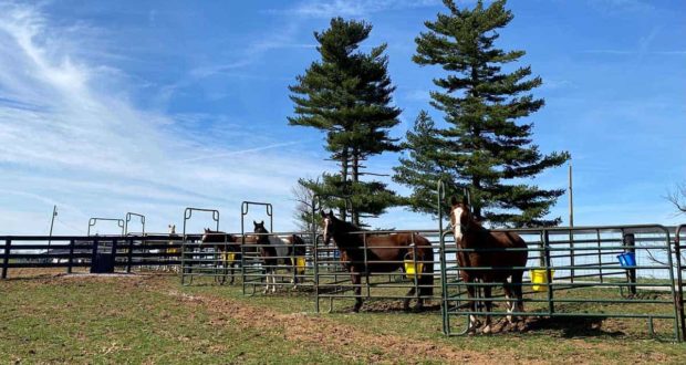 Horses used in the studies described here awaiting sampling at the University of Kentucky Aged Horse Research Center.
