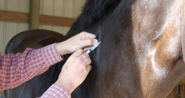 Vacciner les chevaux : quoi, quand et pourquoi ?