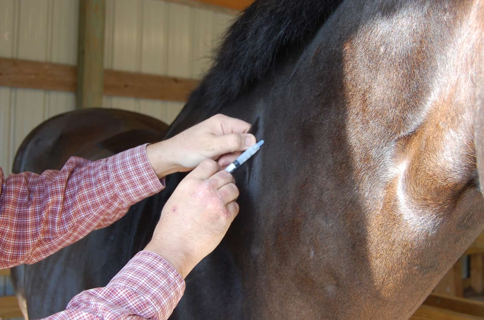 Vacciner les chevaux : quoi, quand et pourquoi ?