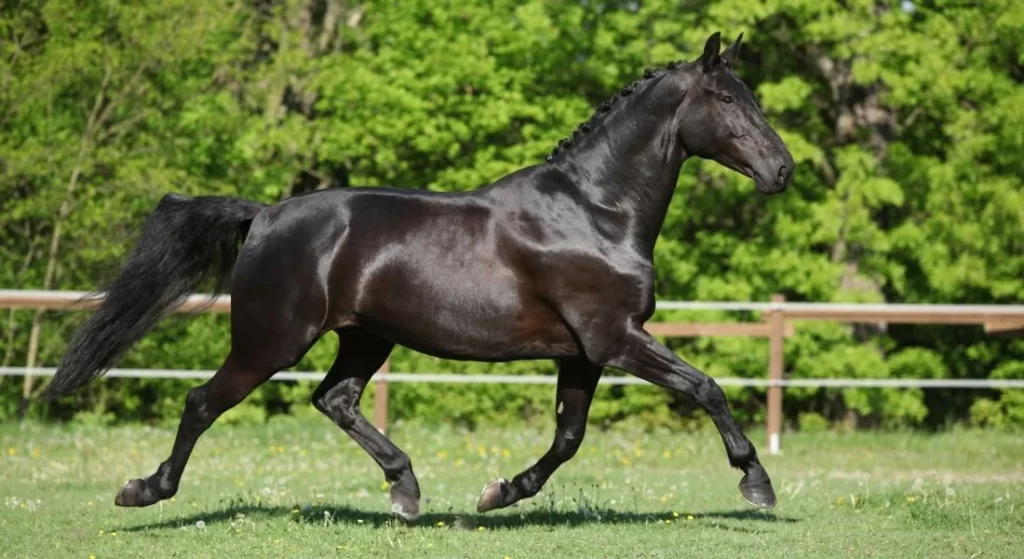 Les races de chevaux les plus prisées